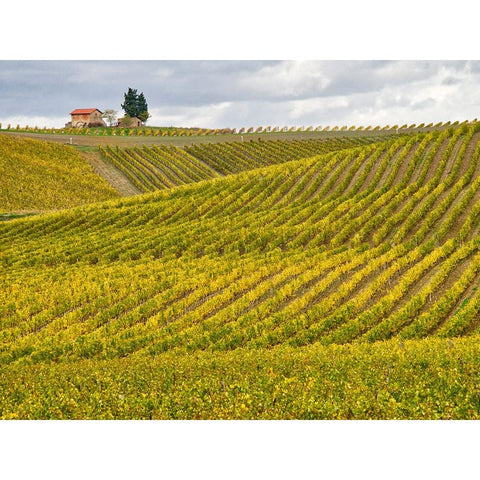 Italy-Tuscany Colorful vineyard in autumn White Modern Wood Framed Art Print by Eggers, Julie