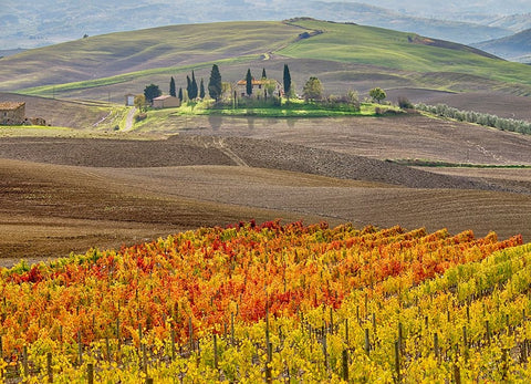 Italy-Tuscany Colorful vineyard in autumn Black Ornate Wood Framed Art Print with Double Matting by Eggers, Julie
