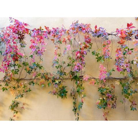 Italy-Tuscany-Pienza Colorful vines hanging on a wall along the streets White Modern Wood Framed Art Print by Eggers, Julie