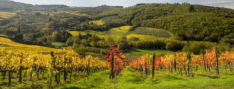 Italy-Tuscany Panoramic view of a colorful vineyard in the Tuscan landscape White Modern Wood Framed Art Print with Double Matting by Eggers, Julie