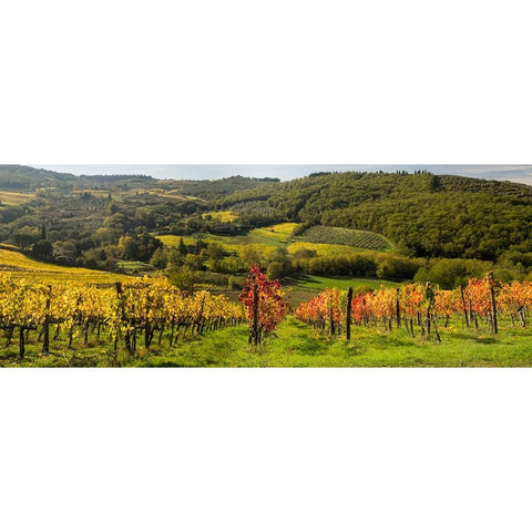 Italy-Tuscany Panoramic view of a colorful vineyard in the Tuscan landscape Gold Ornate Wood Framed Art Print with Double Matting by Eggers, Julie