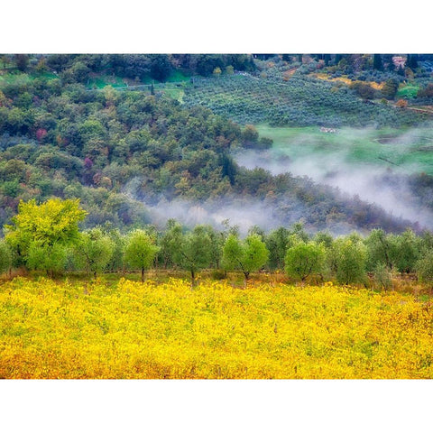 Italy-Tuscany Autumn morning with fog in the Tuscan valley Black Modern Wood Framed Art Print by Eggers, Julie