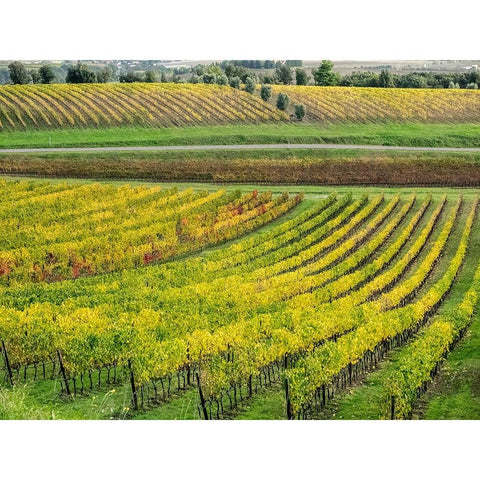 Italy-Tuscany Colorful vineyard in autumn Black Modern Wood Framed Art Print with Double Matting by Eggers, Julie