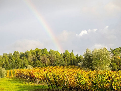 Italy-Tuscany Colorful vineyard and rainbow in autumn Black Ornate Wood Framed Art Print with Double Matting by Eggers, Julie