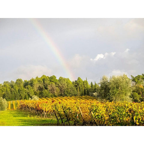 Italy-Tuscany Colorful vineyard and rainbow in autumn White Modern Wood Framed Art Print by Eggers, Julie