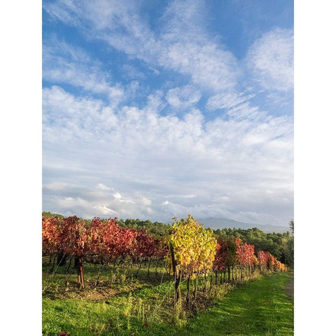 Italy-Tuscany Colorful vineyards in autumn with blue skies and clouds Black Modern Wood Framed Art Print by Eggers, Julie