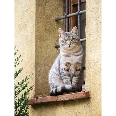 Italy-Tuscany-Pienza Cat sitting on a window ledge along the streets Black Modern Wood Framed Art Print by Eggers, Julie