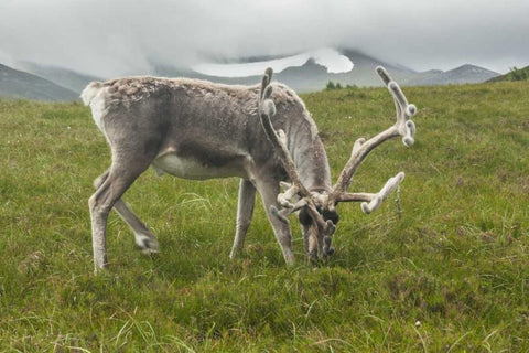 Europe, Scotland, Cairngorm NP Reindeer grazing White Modern Wood Framed Art Print with Double Matting by Illg, Cathy and Gordon