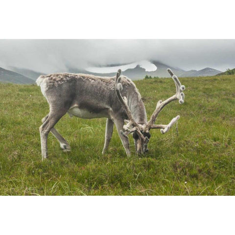 Europe, Scotland, Cairngorm NP Reindeer grazing Black Modern Wood Framed Art Print by Illg, Cathy and Gordon