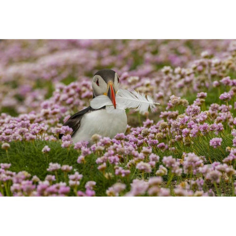 Scotland, Shetland Islands Atlantic puffin Black Modern Wood Framed Art Print by Illg, Cathy and Gordon