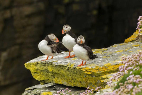 Scotland, Shetland Islands Atlantic puffins Black Ornate Wood Framed Art Print with Double Matting by Illg, Cathy and Gordon