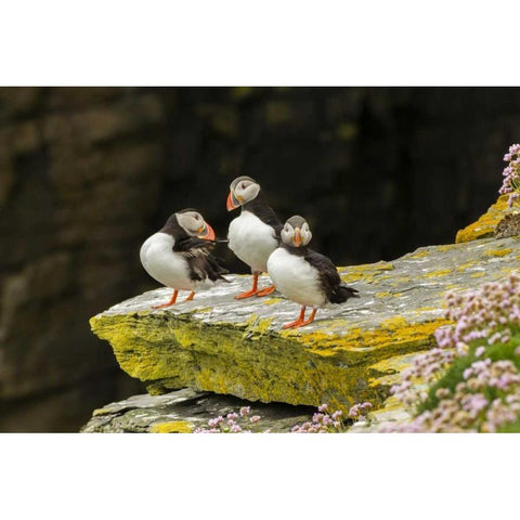 Scotland, Shetland Islands Atlantic puffins Black Modern Wood Framed Art Print by Illg, Cathy and Gordon