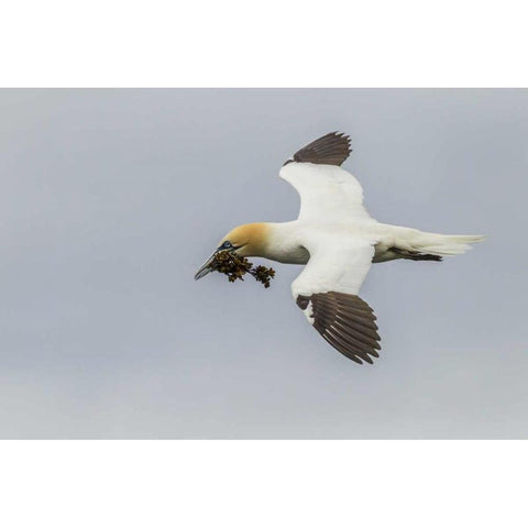 Scotland, Shetland Isl Flying gannet with twig Black Modern Wood Framed Art Print by Illg, Cathy and Gordon