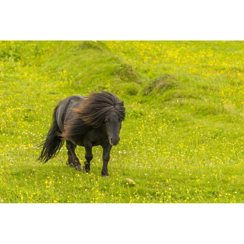 Scotland, Shetland Islands Shetland pony Black Modern Wood Framed Art Print by Illg, Cathy and Gordon