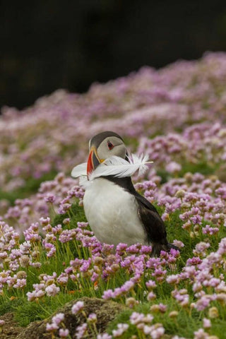 Scotland, Shetland Islands Atlantic puffin White Modern Wood Framed Art Print with Double Matting by Illg, Cathy and Gordon