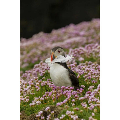 Scotland, Shetland Islands Atlantic puffin Black Modern Wood Framed Art Print by Illg, Cathy and Gordon