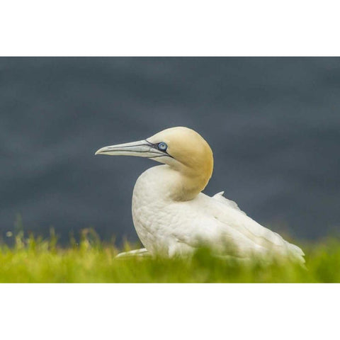 Scotland, Shetland Islands Northern gannet Black Modern Wood Framed Art Print by Illg, Cathy and Gordon