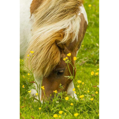 Scotland, Shetland Islands Shetland pony eating Black Modern Wood Framed Art Print by Illg, Cathy and Gordon