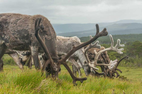 Europe, Scotland, Cairngorm NP Reindeers grazing Black Ornate Wood Framed Art Print with Double Matting by Illg, Cathy and Gordon