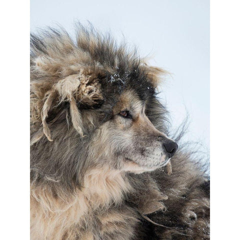 Sled dog during winter in Uummannaq in Greenland Dog teams are still draft animals Black Modern Wood Framed Art Print by Zwick, Martin