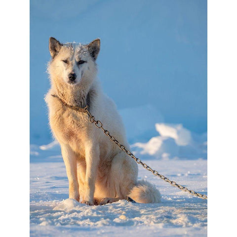 Sled dog during winter in Uummannaq in Greenland Dog teams are still draft animals White Modern Wood Framed Art Print by Zwick, Martin
