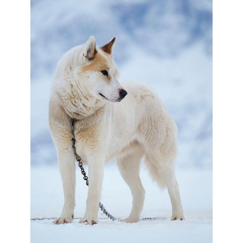 Sled dog during winter in Uummannaq in Greenland Dog teams are still draft animals White Modern Wood Framed Art Print by Zwick, Martin