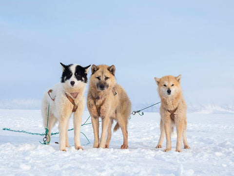 Sled dog during winter in Uummannaq in Greenland White Modern Wood Framed Art Print with Double Matting by Zwick, Martin