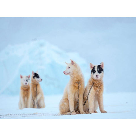 Sled dog during winter in Uummannaq in Greenland  Black Modern Wood Framed Art Print by Zwick, Martin