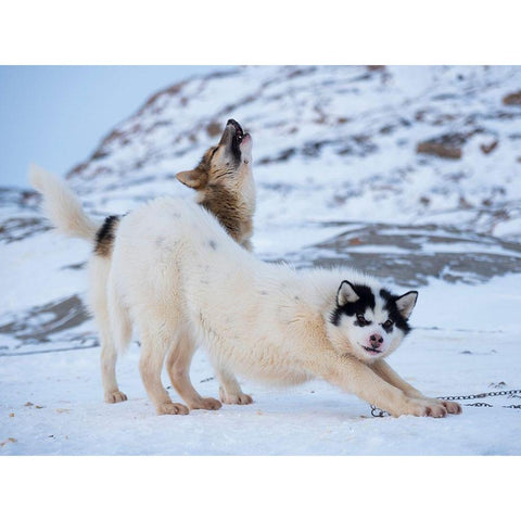 Sled dog during winter in Uummannaq in Greenland  White Modern Wood Framed Art Print by Zwick, Martin
