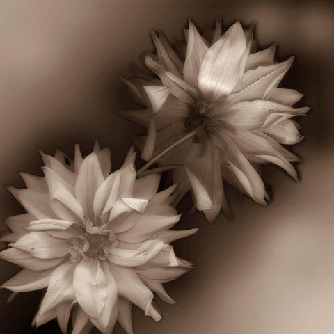 Sepia tone Dahlia White Modern Wood Framed Art Print by Miller, Anna