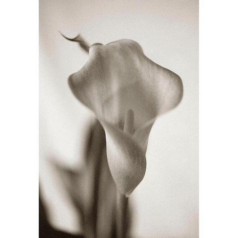 Sepia tone Calla Lily Black Modern Wood Framed Art Print with Double Matting by Miller, Anna