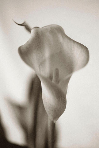 Sepia tone Calla Lily Black Ornate Wood Framed Art Print with Double Matting by Miller, Anna