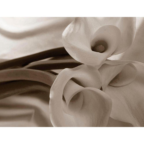 Sepia tone Calla Lily White Modern Wood Framed Art Print by Miller, Anna