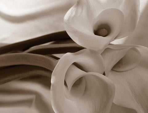 Sepia tone Calla Lily Black Ornate Wood Framed Art Print with Double Matting by Miller, Anna