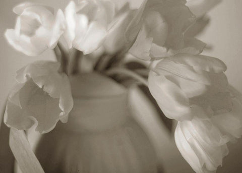 Sepia tone Tulips Black Ornate Wood Framed Art Print with Double Matting by Miller, Anna