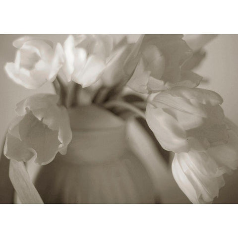 Sepia tone Tulips White Modern Wood Framed Art Print by Miller, Anna