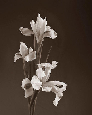 Sepia tone Iris White Modern Wood Framed Art Print with Double Matting by Miller, Anna