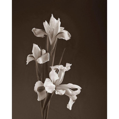 Sepia tone Iris Black Modern Wood Framed Art Print with Double Matting by Miller, Anna