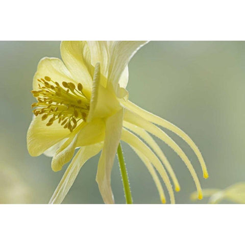 Close-up of yellow columbine flower Gold Ornate Wood Framed Art Print with Double Matting by Paulson, Don