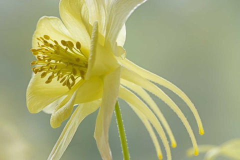 Close-up of yellow columbine flower Black Ornate Wood Framed Art Print with Double Matting by Paulson, Don