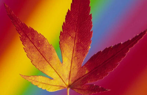 Abstract of autumn-colored Japanese maple leaf White Modern Wood Framed Art Print with Double Matting by Satushek, Steve