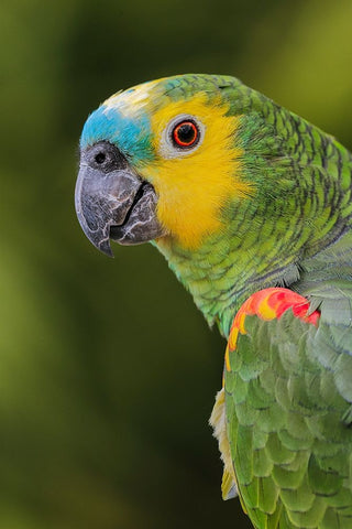 Blue fronted Amazon parrot-native to South America White Modern Wood Framed Art Print with Double Matting by Jones, Adam