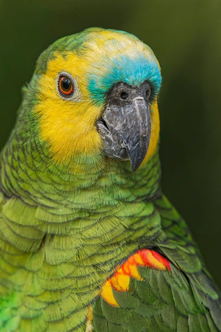 Blue fronted Amazon parrot-native to South America Black Ornate Wood Framed Art Print with Double Matting by Jones, Adam