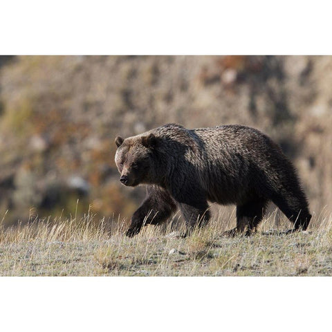 Grizzly Bear Gold Ornate Wood Framed Art Print with Double Matting by Archer, Ken