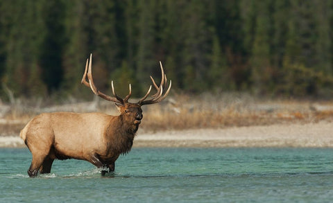 Bull elk bugling White Modern Wood Framed Art Print with Double Matting by Archer, Ken