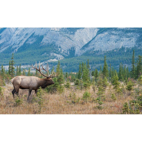 Bull elk in the Rockies Gold Ornate Wood Framed Art Print with Double Matting by Archer, Ken