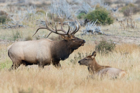 Bull elk patrolling White Modern Wood Framed Art Print with Double Matting by Archer, Ken