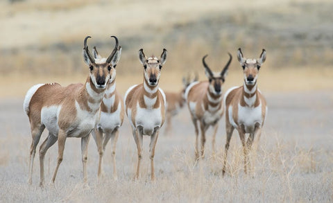 Pronghorns White Modern Wood Framed Art Print with Double Matting by Archer, Ken