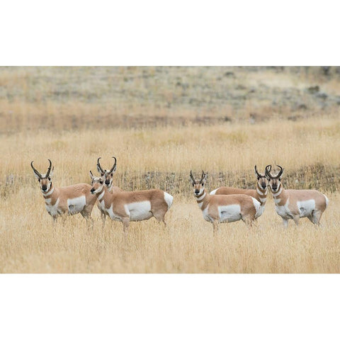 Pronghorns Gold Ornate Wood Framed Art Print with Double Matting by Archer, Ken