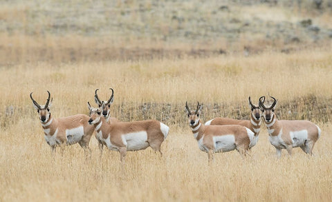 Pronghorns White Modern Wood Framed Art Print with Double Matting by Archer, Ken